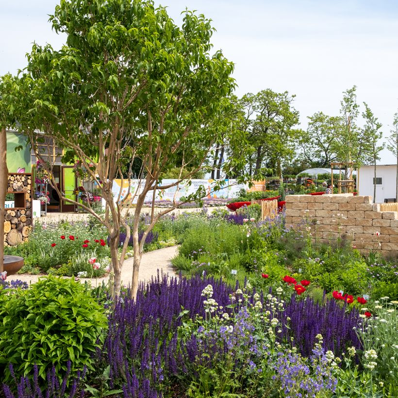 Sieben-Glocken Temple of Bloom - Heptacodium miconioides (Hafen)