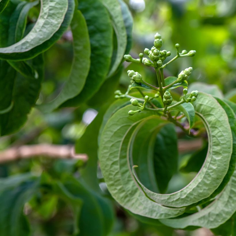Sieben-Glocken Temple of Bloom - Heptacodium miconioides (Foliage)