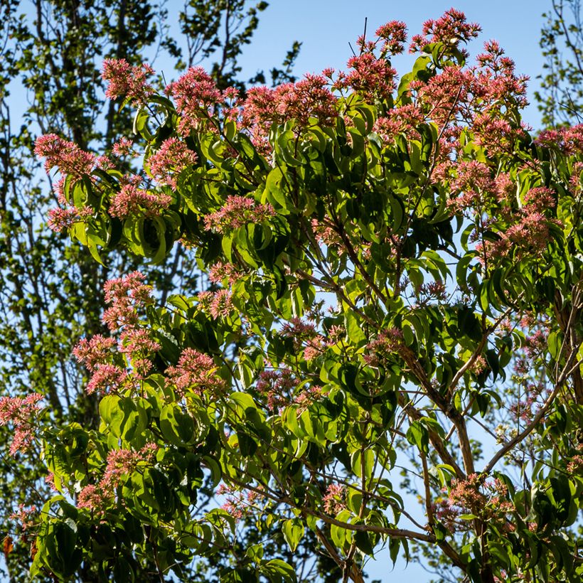 Sieben-Glocken Temple of Bloom - Heptacodium miconioides (Plant habit)
