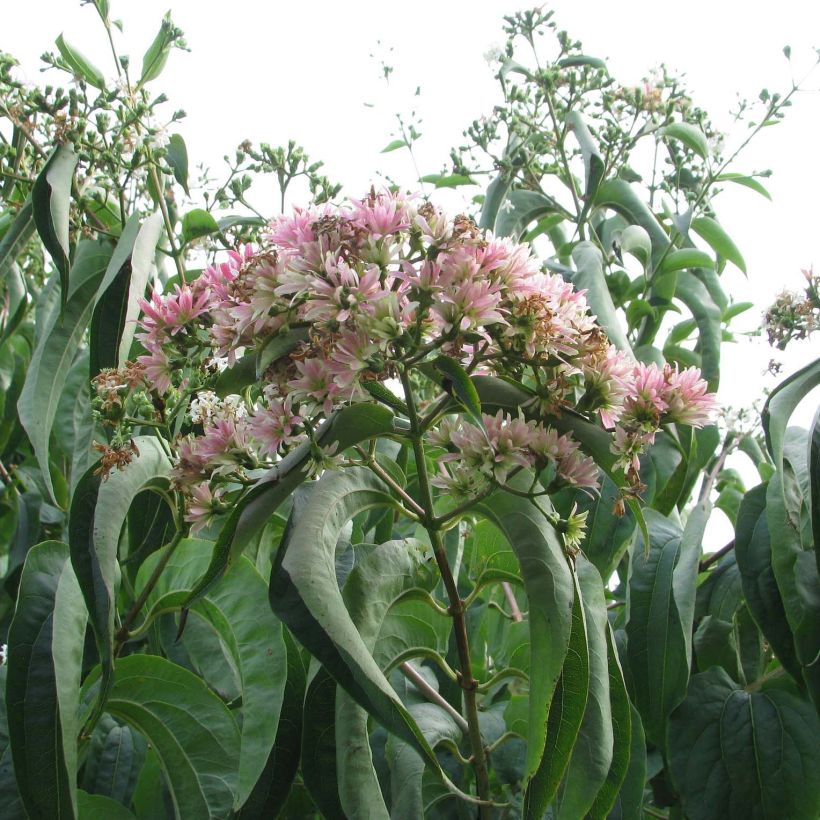 Sieben-Glocken Tianshan - Heptacodium miconioides (Flowering)