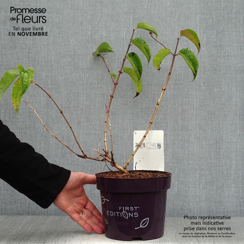 Example of Sieben-Glocken Tianshan - Heptacodium miconioides Topf mit 3L/4L as you get in automne