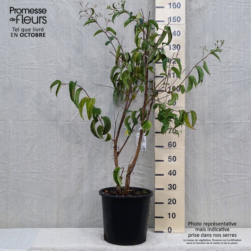 Example of Sieben-Glocken - Heptacodium miconioides Topf mit 20L/25L as you get in automne