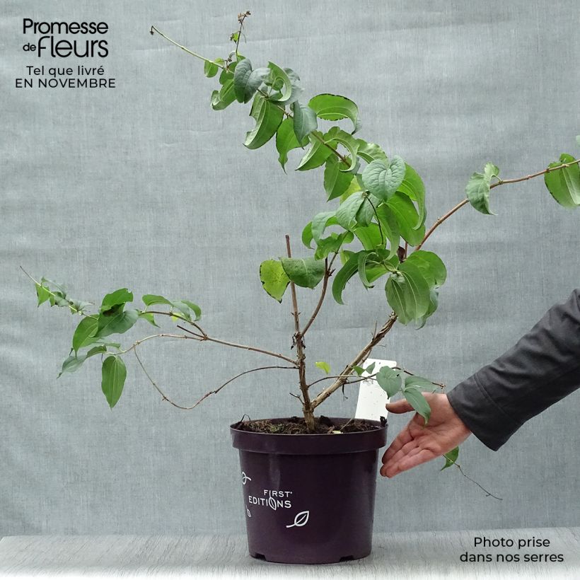 Example of Sieben-Glocken - Heptacodium miconioides Topf mit 3L/4L as you get in automne