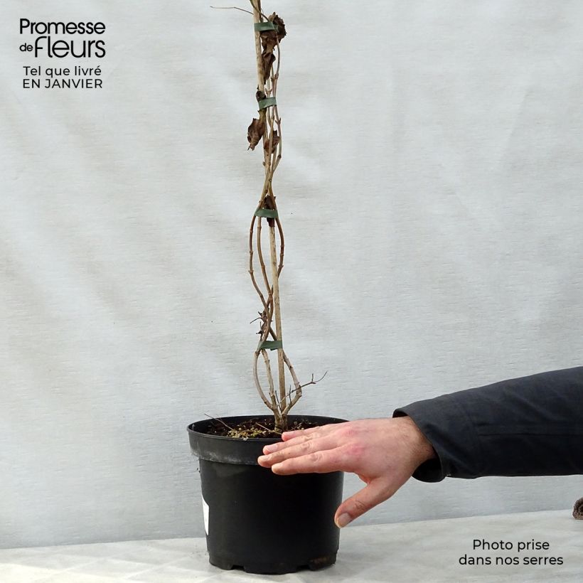 Exemplar von Sieben-Glocken - Heptacodium miconioides Topf mit 3L/4L wie im Winter geliefert