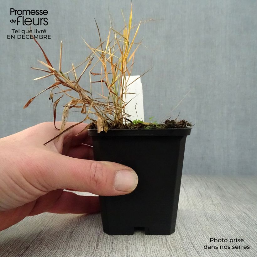 Exemplar von Hakonechloa macra Nicolas - Japangras Kleine Töpfe von 8/9 cm wie im Winter geliefert