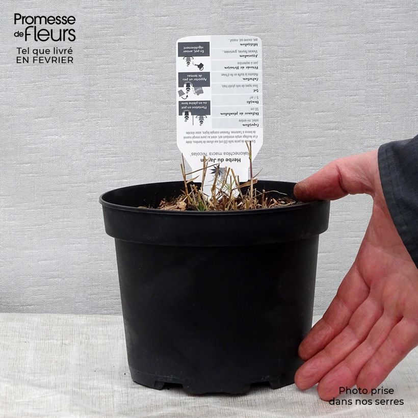 Exemplar von Hakonechloa macra Nicolas - Japangras Topf mit 2L/3L wie im Winter geliefert