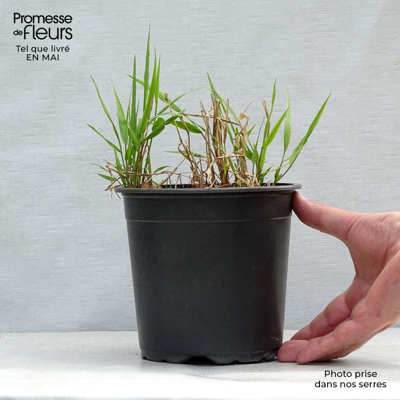 Exemplar von Hakonechloa macra - Japangras Topf mit 2L/3L wie im Frühjahr geliefert