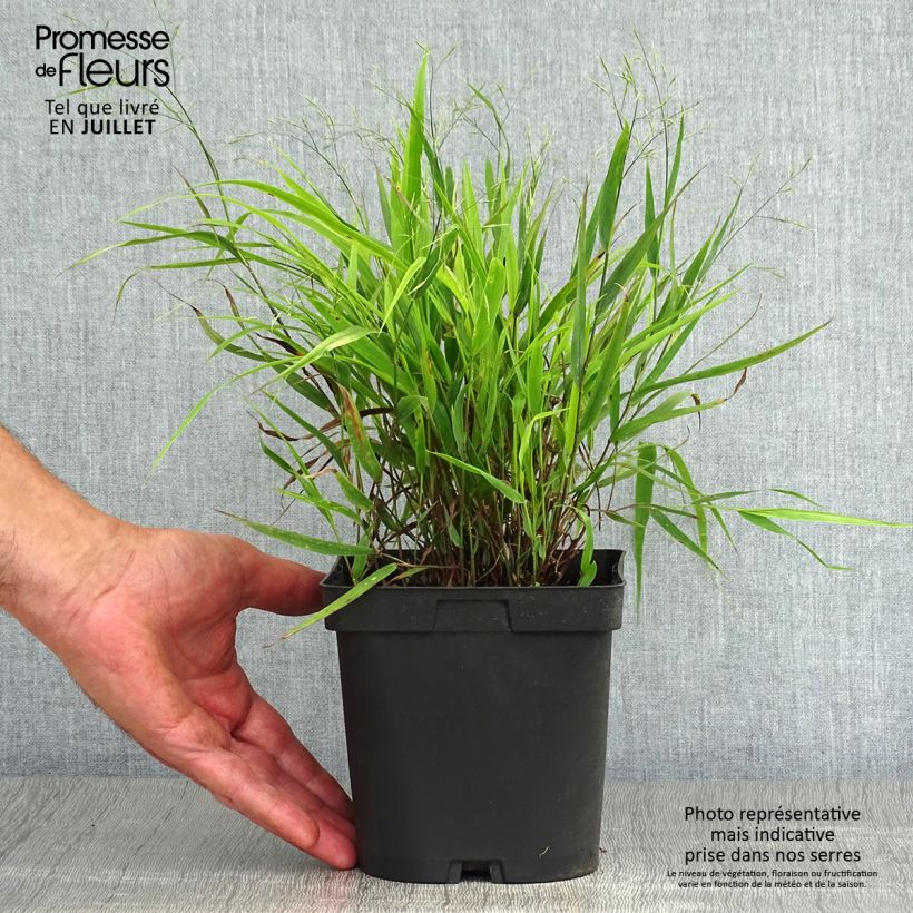 Example of Hakonechloa macra - Japangras Topf mit 2L/3L as you get in ete