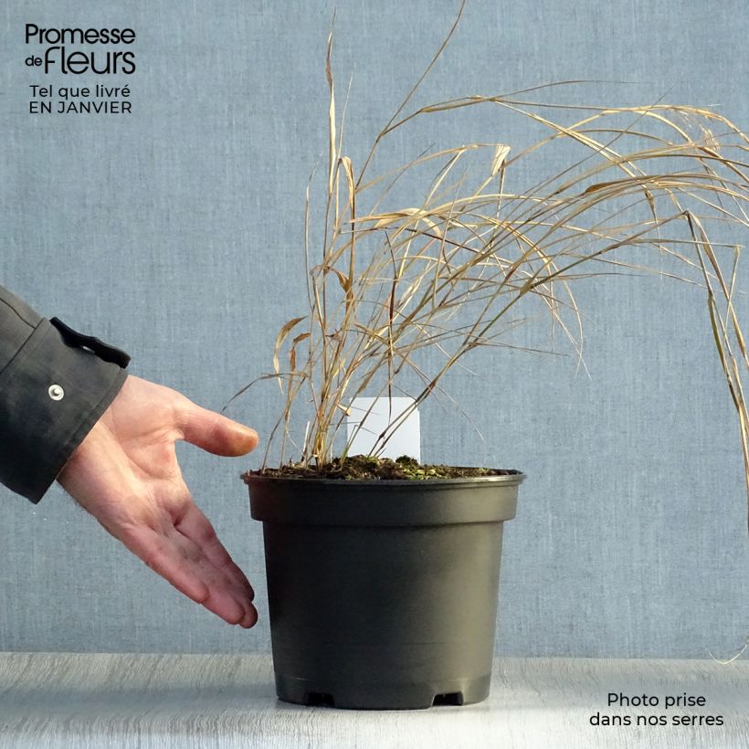 Exemplar von Hakonechloa macra - Japangras Topf mit 2L/3L wie im Winter geliefert