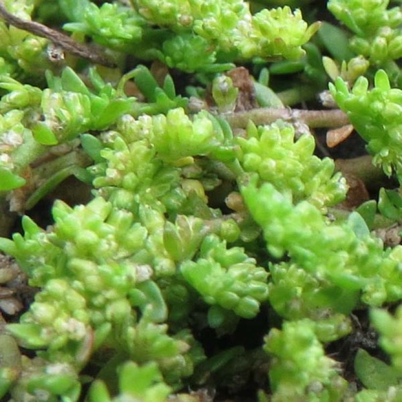 Herniaria glabra - Kahles Bruchkraut (Foliage)