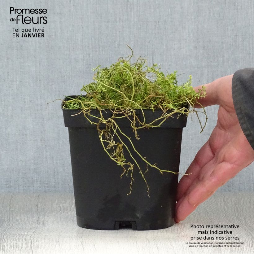 Exemplar von Herniaria glabra - Kahles Bruchkraut Topf mit 2L/3L wie im Winter geliefert