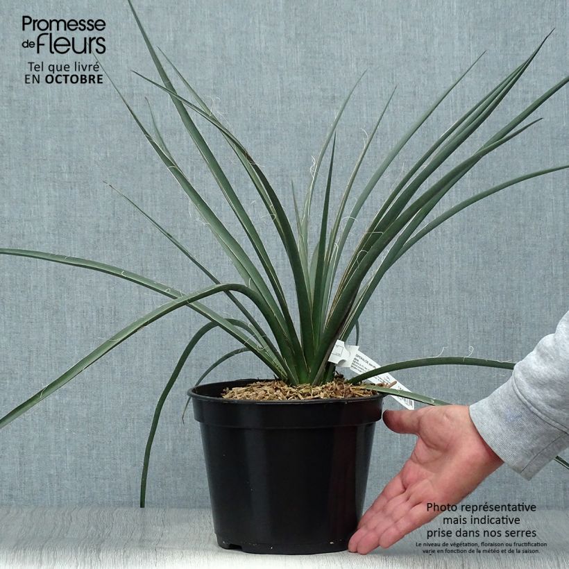 Example of Hesperaloe parviflora Rubra - Rote Yucca Topf mit 2L/3L as you get in automne
