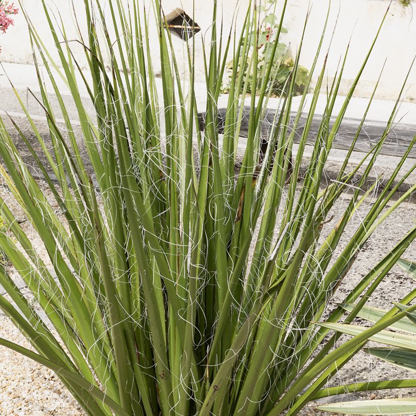 Hesperaloe parviflora Yellow Sun - Rote Yucca (Hafen)