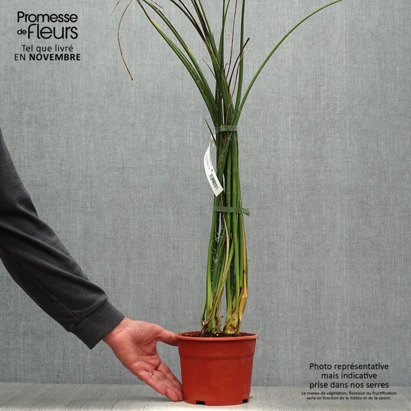 Example of Hesperaloe parviflora Rose des Sables - Rote Yucca Topf mit 2L/3L as you get in automne