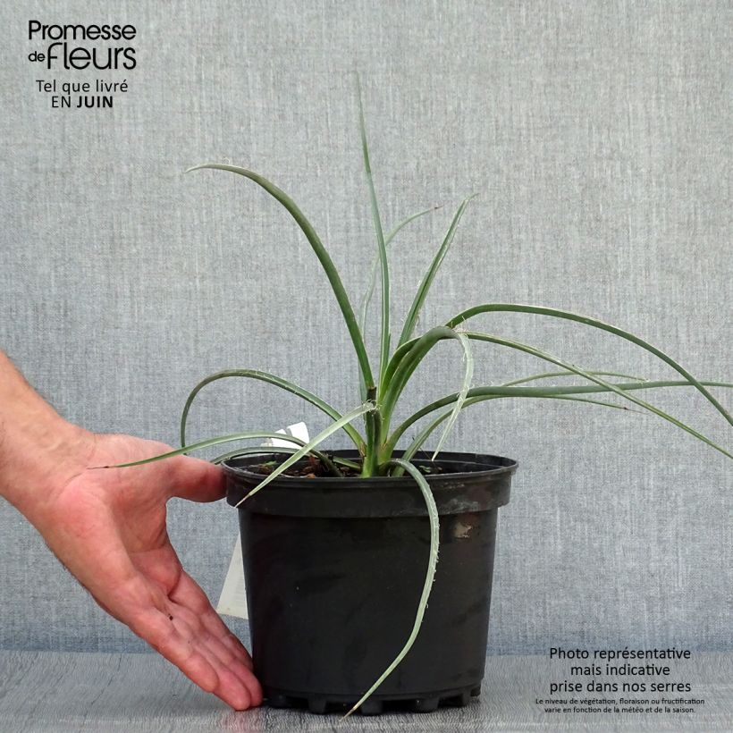 Exemplar von Hesperaloe parviflora Rose des Sables - Rote Yucca Topf mit 2L/3L wie im Sommer geliefert