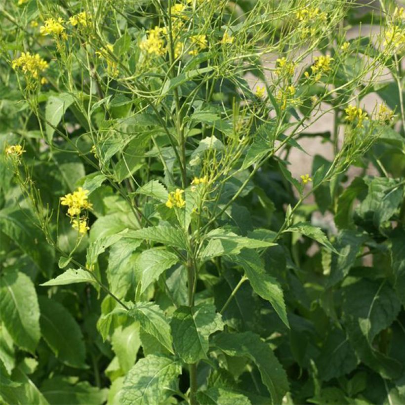 Hesperis lutea - Gelbe Nachtviole (Plant habit)