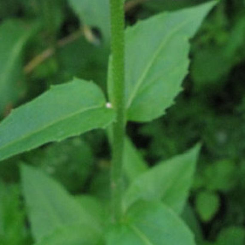 Gemeine Nachtviole - Hesperis matronalis (Foliage)