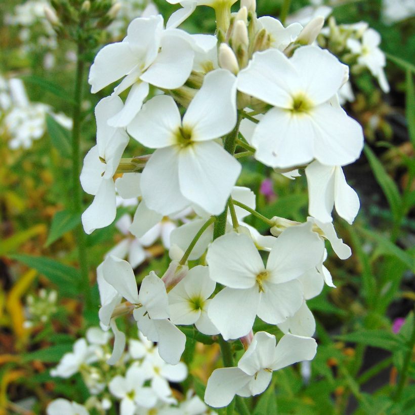 Gemeine Nachtviole Alba - Hesperis matronalis (Flowering)