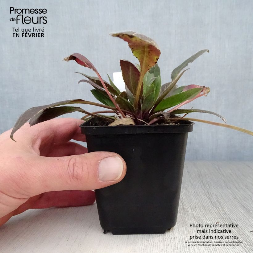 Exemplar von Gemeine Nachtviole Alba - Hesperis matronalis Kleine Töpfe von 8/9 cm wie im Winter geliefert