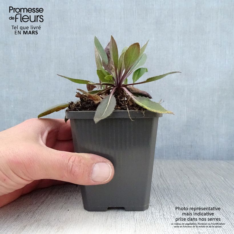 Exemplar von Gemeine Nachtviole Alba Plena - Hesperis matronalis v.albiflora Kleine Töpfe von 8/9 cm wie im Frühjahr geliefert