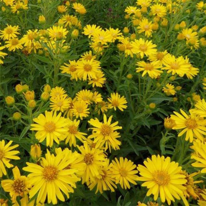 Heterotheca villosa Golden Sunshine - Gold-Aster (Flowering)