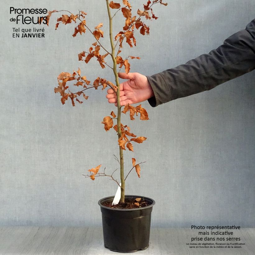Exemplar von Rotbuche - Fagus sylvatica Topf mit 3L/4L wie im Winter geliefert