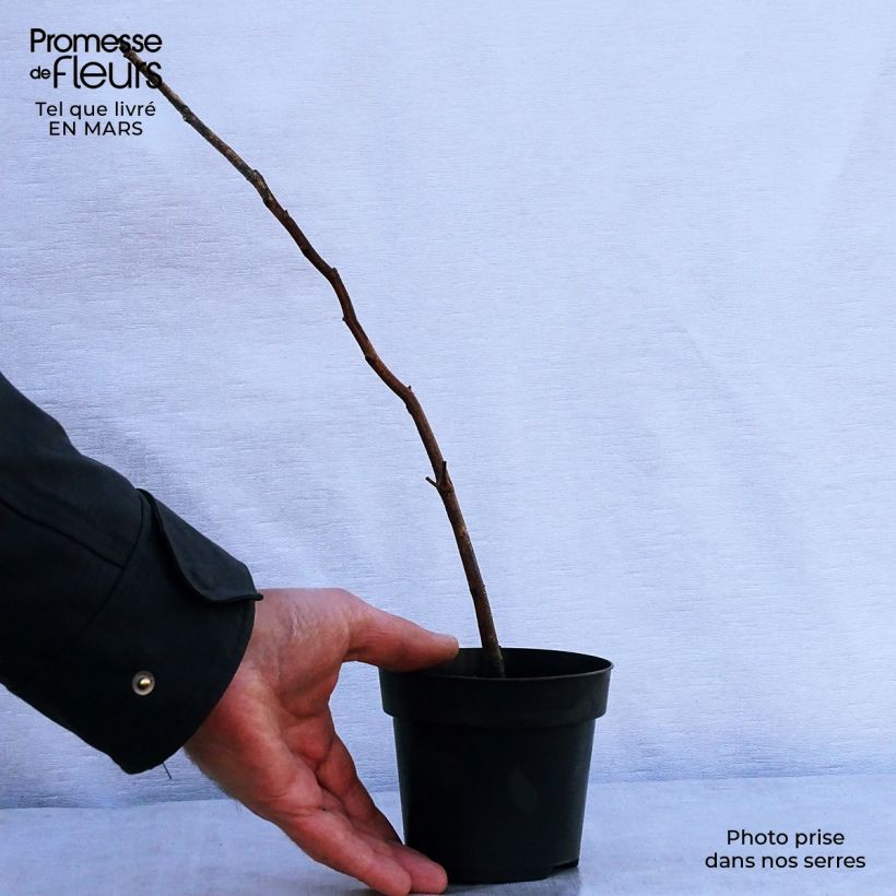 Exemplar von Rotbuche - Fagus sylvatica Kleine Töpfe von 8/9 cm wie im Frühjahr geliefert