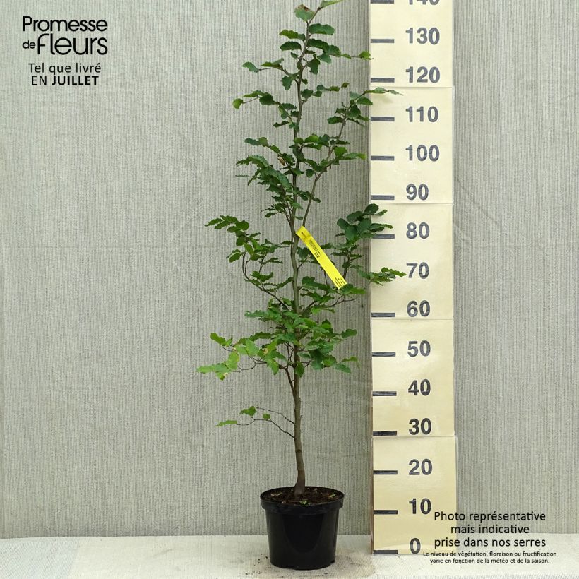 Example of Rotbuche - Fagus sylvatica Topf mit 3L/4L as you get in ete