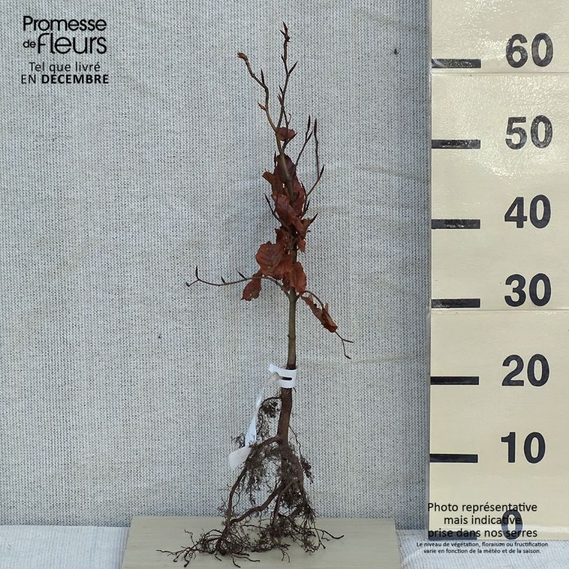 Example of Rotbuche - Fagus sylvatica Wurzelnackt as you get in hiver