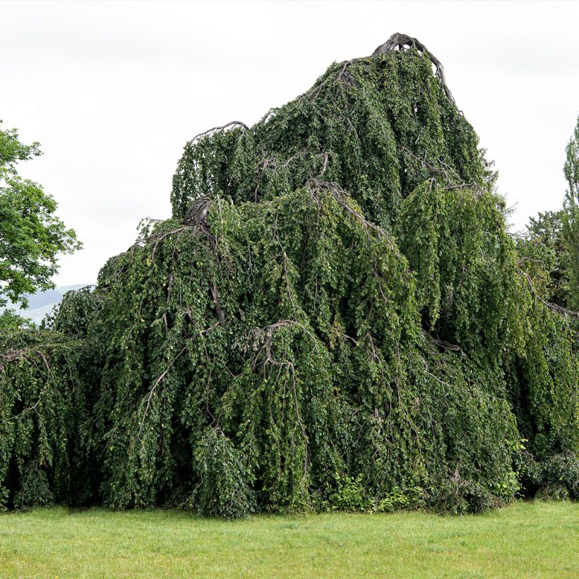 Rotbuche Pendula - Fagus sylvatica (Hafen)