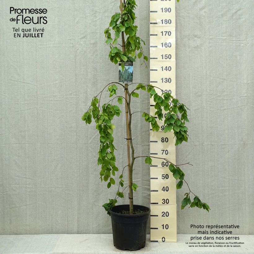 Example of Rotbuche Pendula - Fagus sylvatica Topf mit 18L/20L as you get in ete