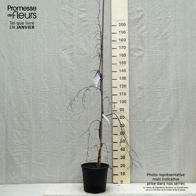 Exemplar von Rotbuche Pendula - Fagus sylvatica Topf mit 18L/20L wie im Winter geliefert