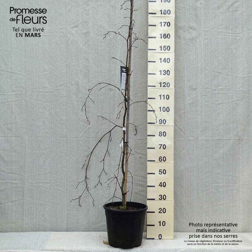 Exemplar von Rotbuche Pendula - Fagus sylvatica Topf mit 18L/20L wie im Frühjahr geliefert