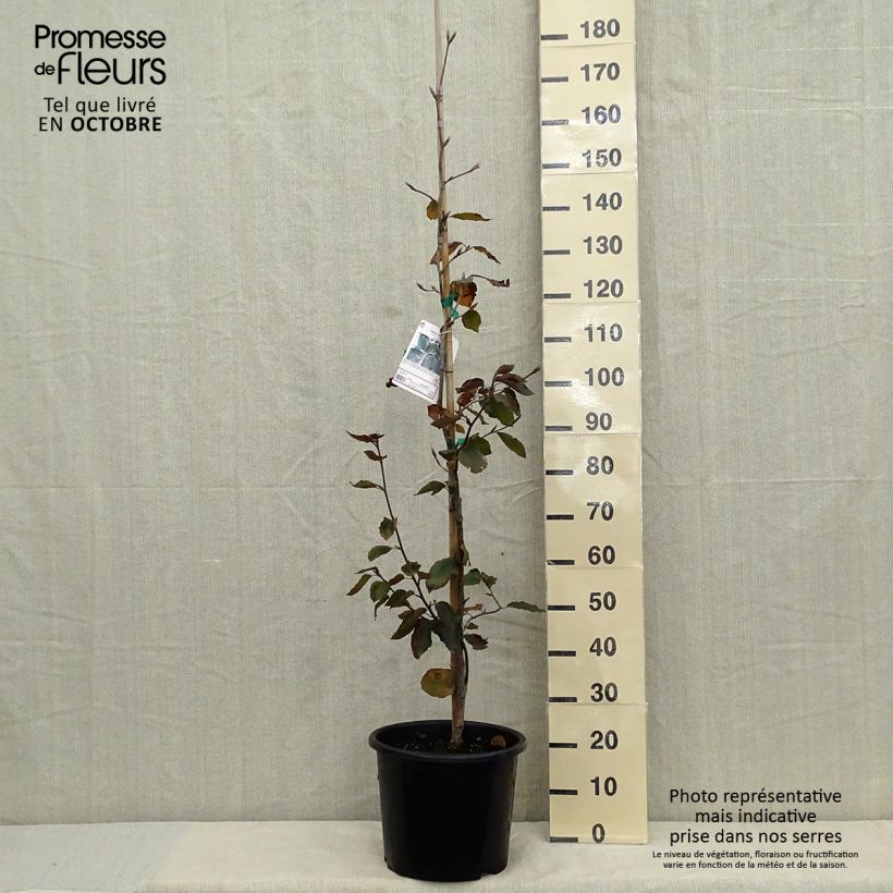 Example of Rotbuche Riversii - Fagus sylvatica Topf mit 12L/15L as you get in automne