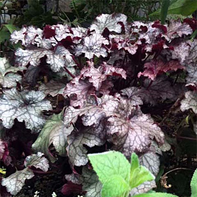 Heuchera Amethyst Myst - Purpurglöckchen (Flowering)