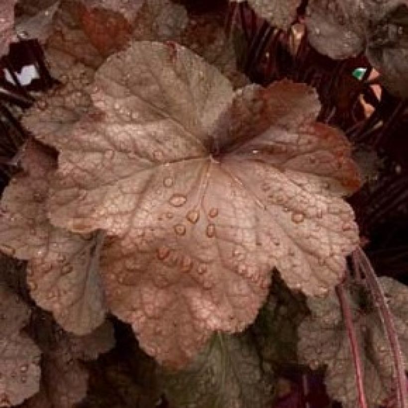 Heuchera Beaujolais - Purpurglöckchen (Foliage)