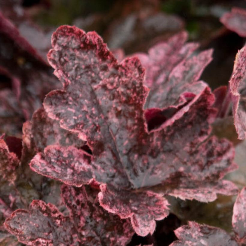 Heucherella Berry Fizz - Schaumglöckchen (Foliage)