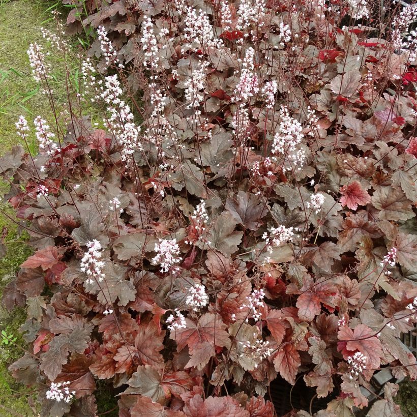 Heucherella Berry Fizz - Schaumglöckchen (Plant habit)