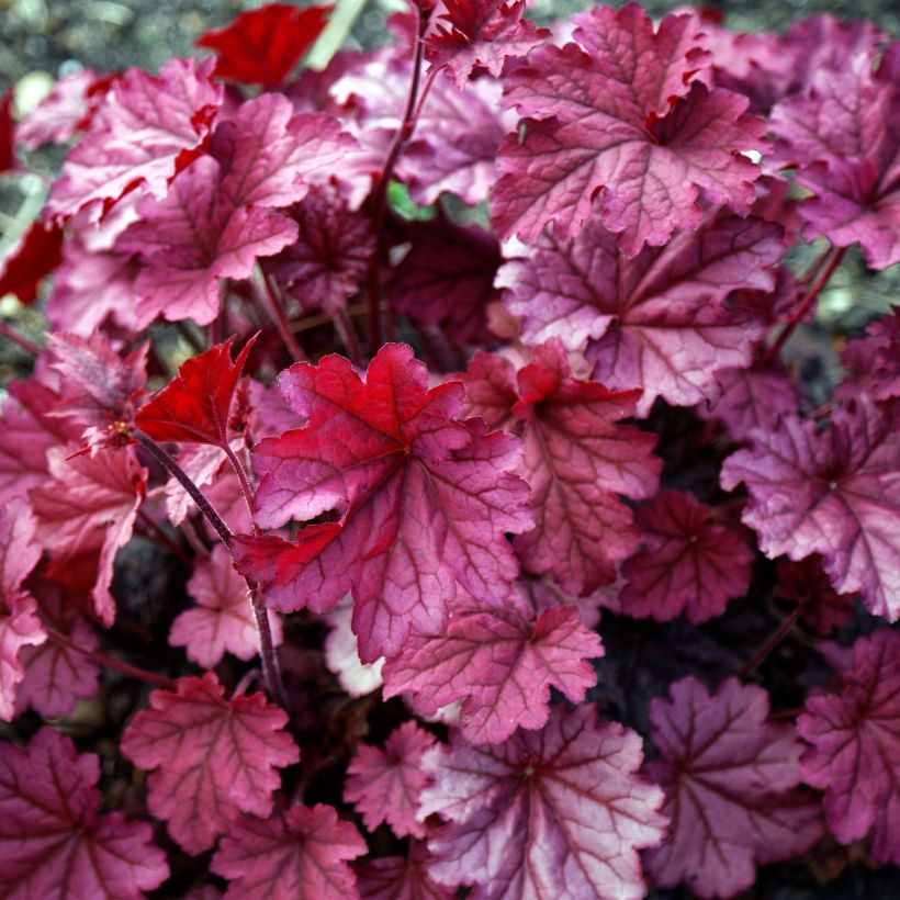 Heuchera Berry Smoothie - Purpurglöckchen (Foliage)