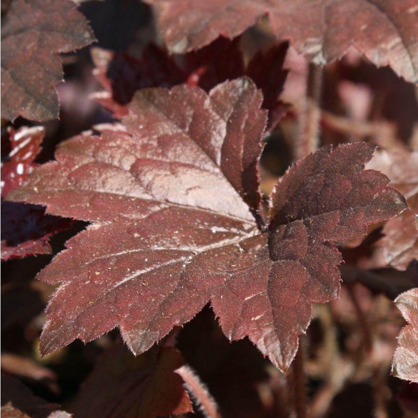 Heuchera Blackout - Purpurglöckchen (Foliage)