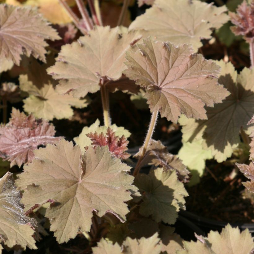 Heuchera villosa Bronze Beauty - Purpurglöckchen (Foliage)
