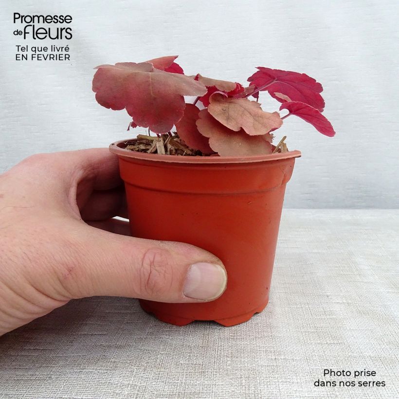 Exemplar von Heuchera Caribbean Sea - Purpurglöckchen Kleine Töpfe von 8/9 cm wie im Winter geliefert
