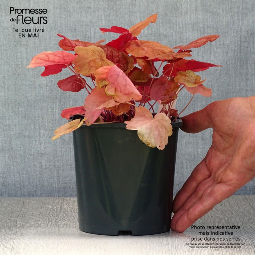 Example of Heuchera Caribbean Sea - Purpurglöckchen Topf mit 2L/3L as you get in printemps