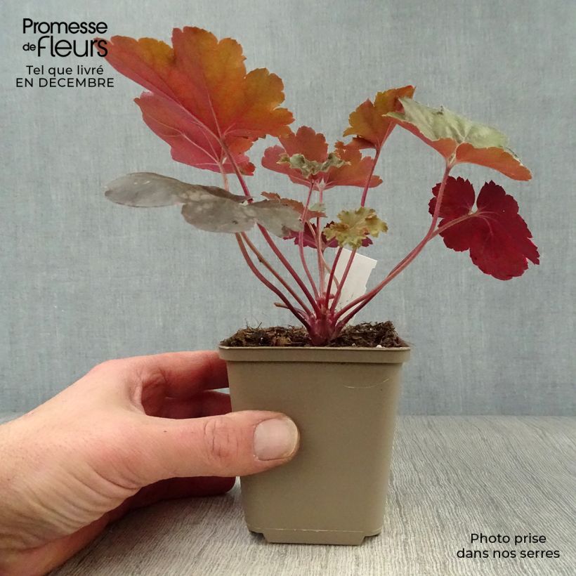 Example of Heuchera Cherry Cola - Purpurglöckchen Kleine Töpfe von 8/9 cm as you get in hiver
