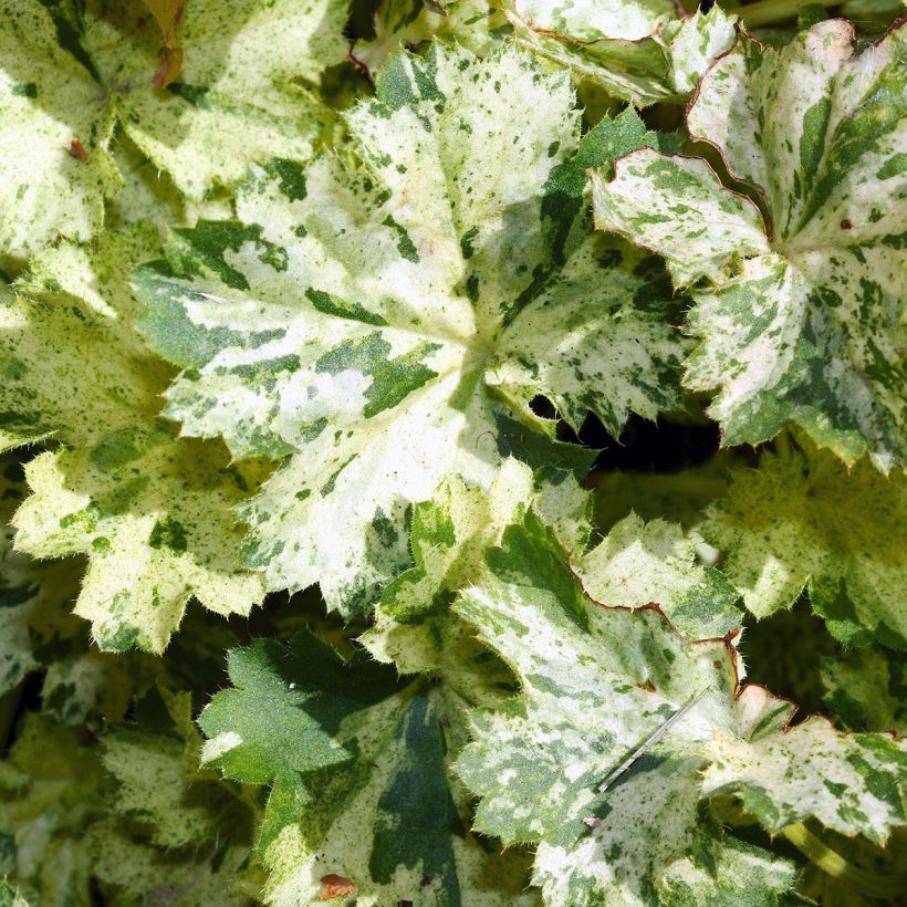 Heuchera sanguinea Coral Cloud - Purpurglöckchen (Foliage)