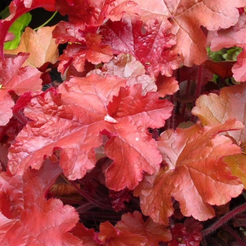 Heuchera Coral Sea - Purpurglöckchen (Foliage)