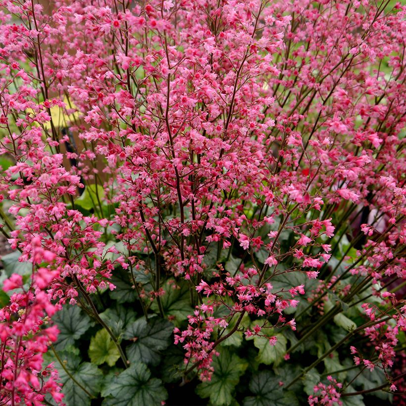 Heuchera Flower Power - Purpurglöckchen (Plant habit)