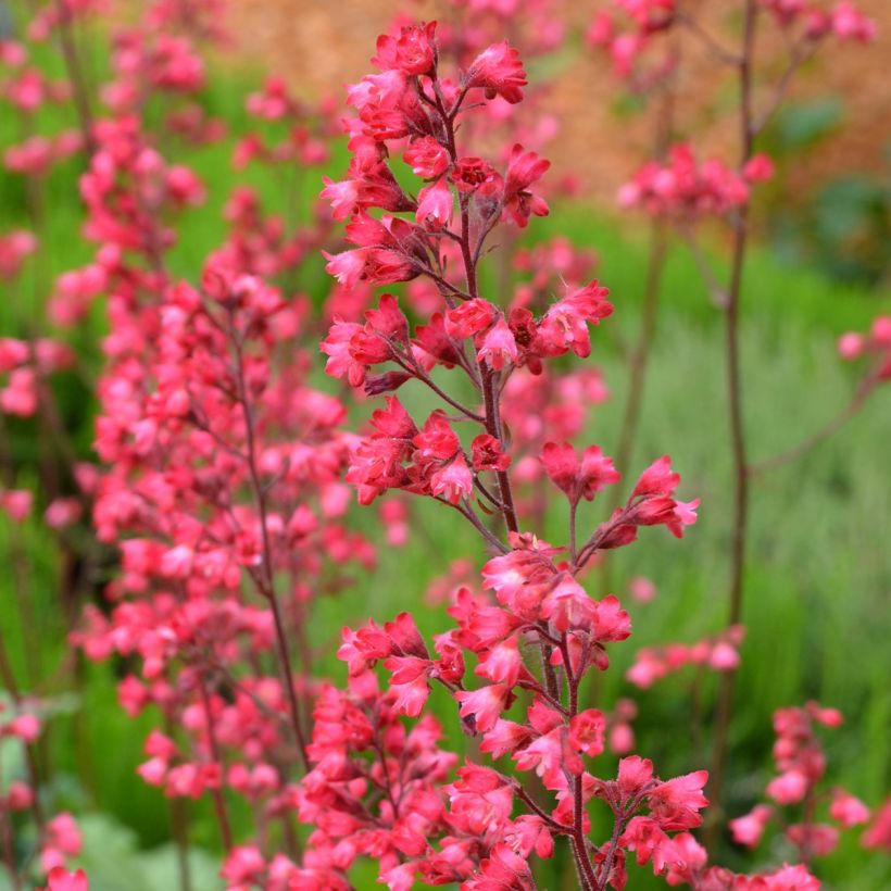 Heuchera Flower Power - Purpurglöckchen (Flowering)
