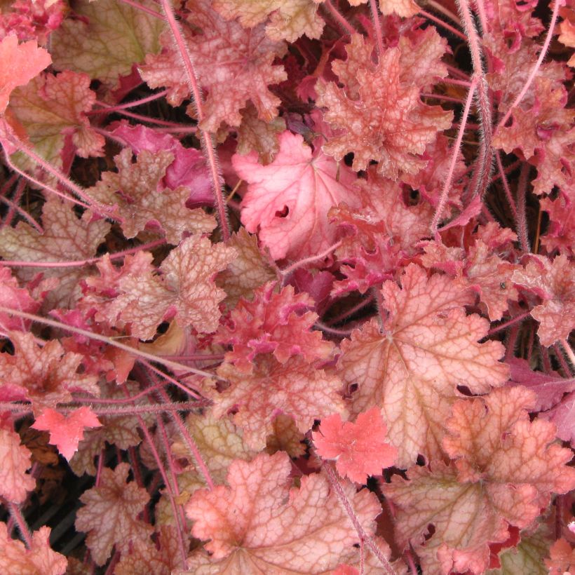 Heuchera Ginger Peach - Purpurglöckchen (Foliage)
