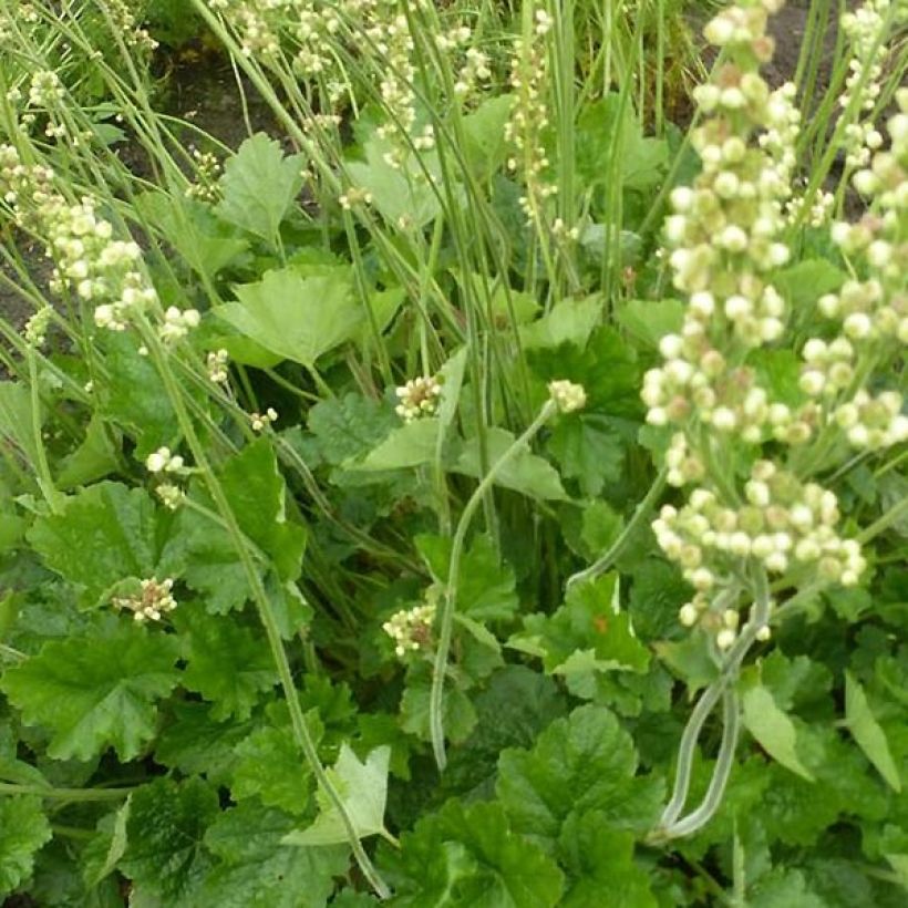Heuchera Green Ivory - Purpurglöckchen (Foliage)